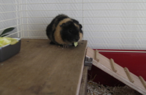 adoptbenmarj