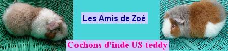 amisdezo&eacute;