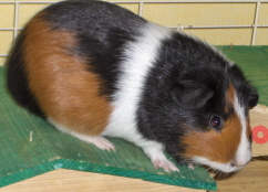 anahptit