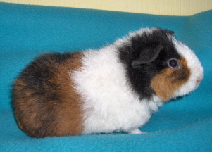 Barnaby