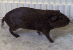 b&eacute;liptit