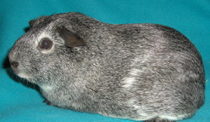 chanelc