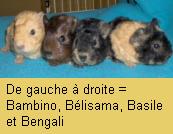 lequatuor2
