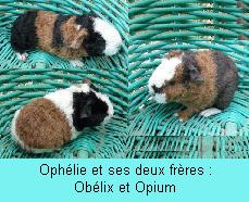obopoph2